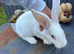 New Zealand white female