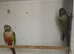 Breeding pair of conures
