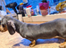 KC registered MINI DACHSHUND in dark grey