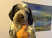 Beautiful sprointer pups