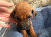 Rhodesian Ridgeback KC puppies