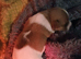 Jack russel pups 2 beautiful boys