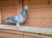 Racing pigeons