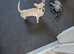 Chihuahua cross jack Russell puppy
