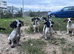 Jack Russell x Cocker Spaniel Puppies
