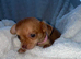 Our beautiful chiweenies