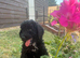 DNA health tests miniature Poodles