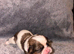 Shih Tzu x Lhasa Apso (Shih Apso) puppies for sale