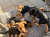 Stunning Rottweiler × German Shepherd Puppies