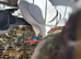 Racing pigeons for sale