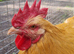 Buff Orpington Cockerels