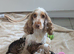 Show type cockapoo puppies DNA clear