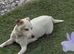Jack Russell x French bulldog puppies for sale
