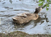 Crested runner duck x ( pending collection )