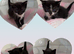 Kittens ready in 2 weeks