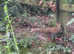 Silver Pheasant Hen