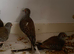 Dimond doves