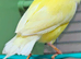 Gouldians Finch female Yellow