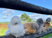 SILKIES POINT OF LAY MANY COLOURS - READY TO COLLECT NOW