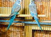 Young budgies