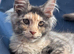 Tica registered Maine coon kittens