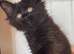 Purebred Maine Coon Cubs