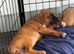 Champion breed boxer puppies