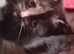 Adorable kittens for sale