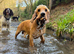 Pooches and Puddles