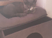 Kitten