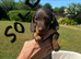 True miniature dachshunds