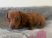 Stunning mixed litter miniature Dachshunds