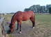 5yo 13.3hh QH &times; Sports Horse Mare