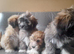 Lhasa-chon puppies for sale