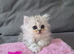 Persian Chinchilla Ragdoll Kittens Cat cute cats fluffballs adorable pets animals