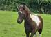 Registered shetland colt foal