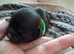 New born kc shih tzu