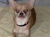 Miniature chihuahuas