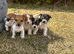 Jack Russell pups for sale