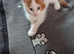 Maine coon kittens