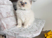Beautiful Ragdoll Kittens Ready Now.
