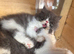 Beautiful kittens ready now