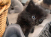Beautiful dark grey kittens available and ready for new home