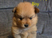3 beautiful pomeranian puppies