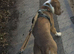 American bull staff