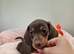 Kc Miniature Dachshund