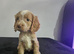 Beautiful cockapoo puppies ready