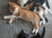 3 kittens ready for there new homes