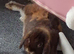 bunny looking for a loving home