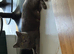 Beautiful kitties
